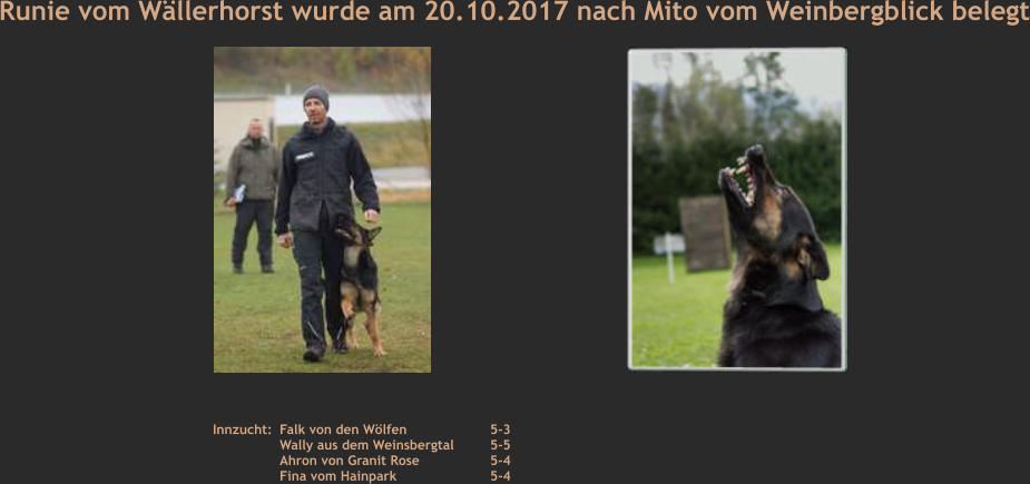 Runie vom Wällerhorst wurde am 20.10.2017 nach Mito vom Weinbergblick belegt Falk von den Wölfen		5-3 Wally aus dem Weinsbergtal	5-5 Ahron von Granit Rose		5-4 Fina vom Hainpark			5-4 Innzucht: