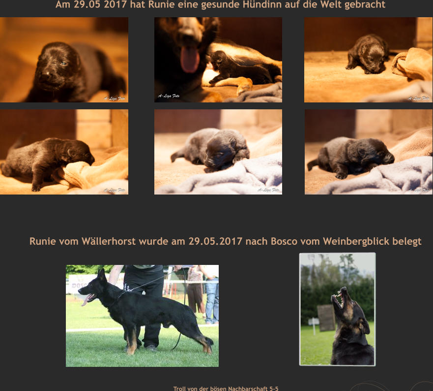 Runie vom Wällerhorst wurde am 29.05.2017 nach Bosco vom Weinbergblick belegt Troll von der bösen Nachbarschaft 5-5 Am 29.05 2017 hat Runie eine gesunde Hündinn auf die Welt gebracht