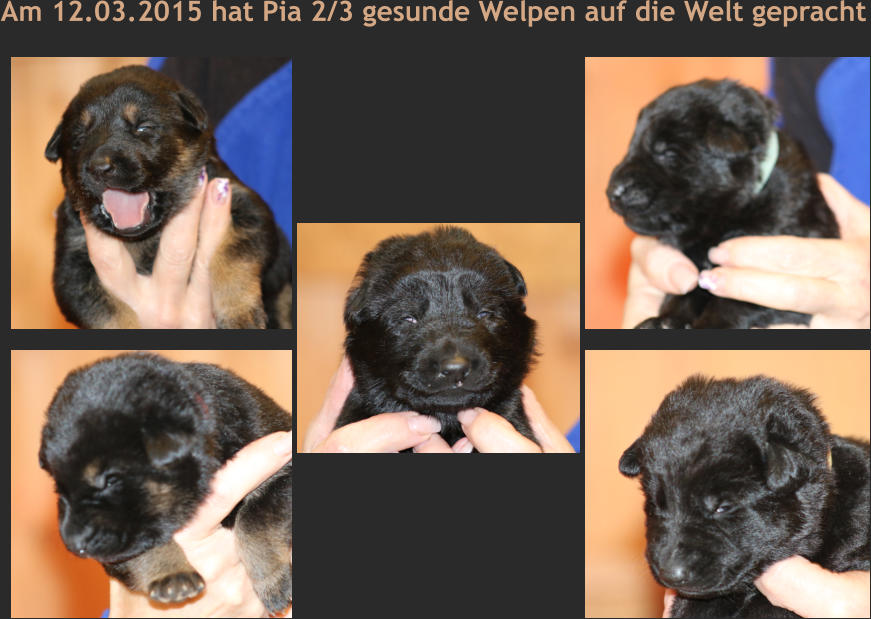 Am 12.03.2015 hat Pia 2/3 gesunde Welpen auf die Welt gepracht